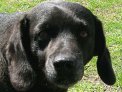 I nostri cani I nostri cani