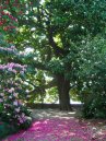 Il Giardino in fiore Il Giardino in fiore
